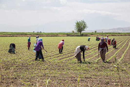 我們的土耳其百年自家農場 Our 100+ Years Family Farm